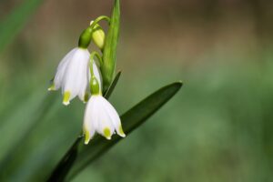 märzenbecher, nature, fruehlingsknotenblume-8621243.jpg